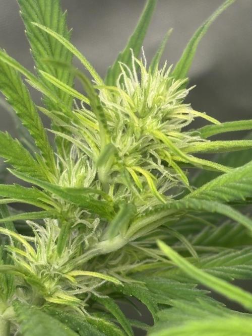 Eternity Grow Cup 2026. Week 7 - 1/3