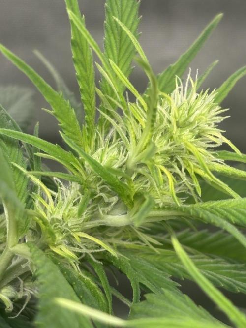 Eternity Grow Cup 2026. Week 7