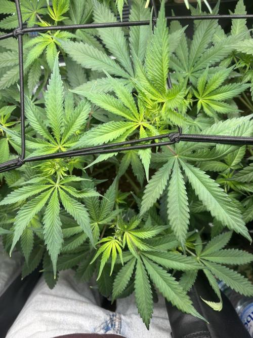 Eternity Grow Cup 2026. Week 7 - 2/3