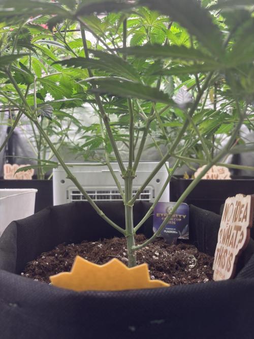 Eternity Grow Cup 2026. Week 7 - 2/3