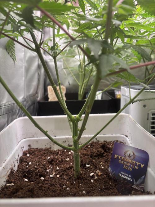 Eternity Grow Cup 2026. Week 7 - 3/3