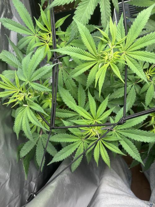 Eternity Grow Cup 2026. Week 7 - 3/3