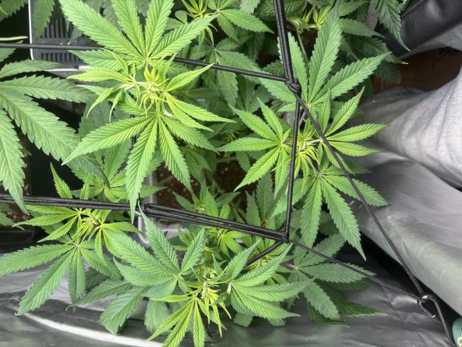 Eternity Grow Cup 2026. Week 7 - 3/3