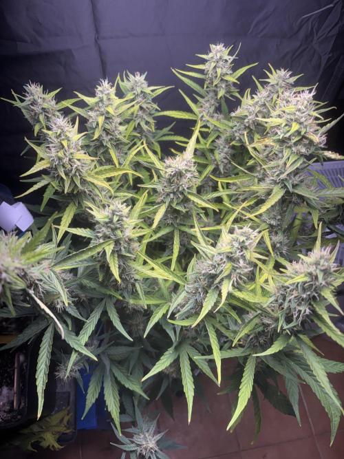 Northern lights auto. Week 10