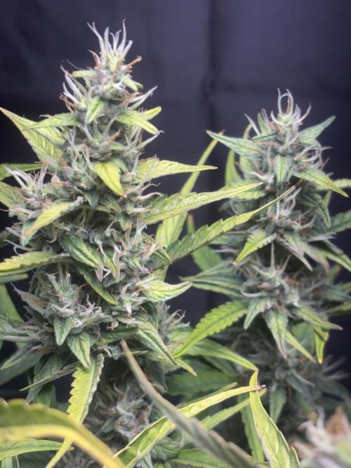Northern lights auto. Week 10