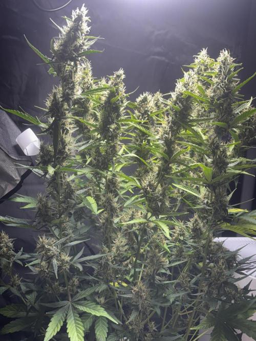 Northern lights auto. Week 10