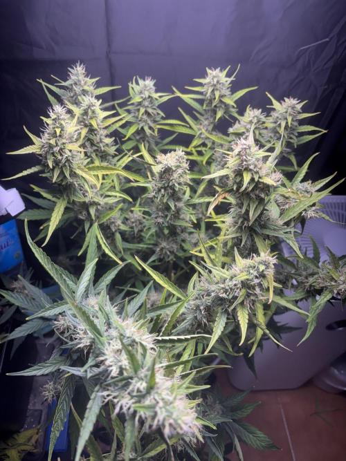 Northern lights auto. Week 10
