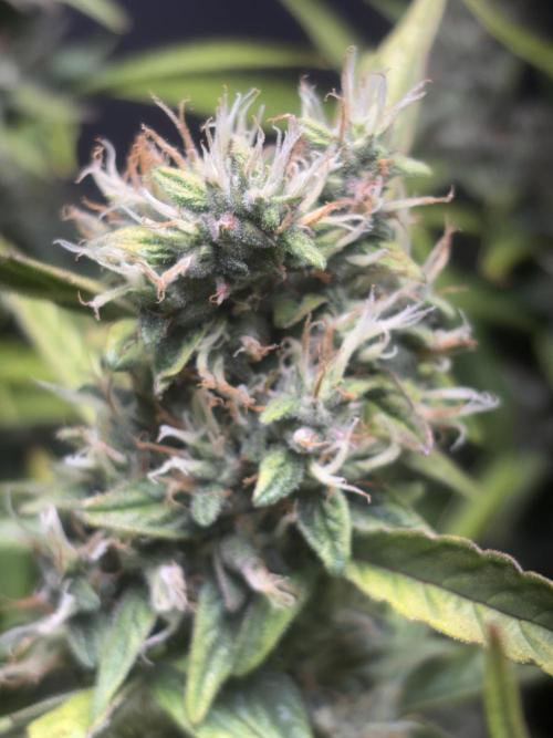 Northern lights auto. Week 10
