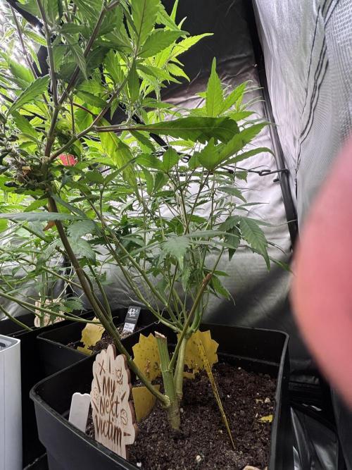 Revegetación red hot cookie. Week 7