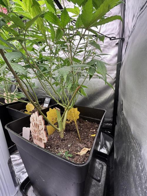 Revegetación red hot cookie. Week 7