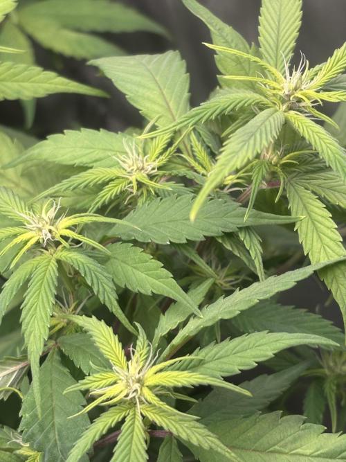 Revegetación red hot cookie. Week 7