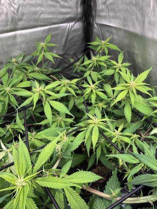 Revegetación red hot cookie. Week 7