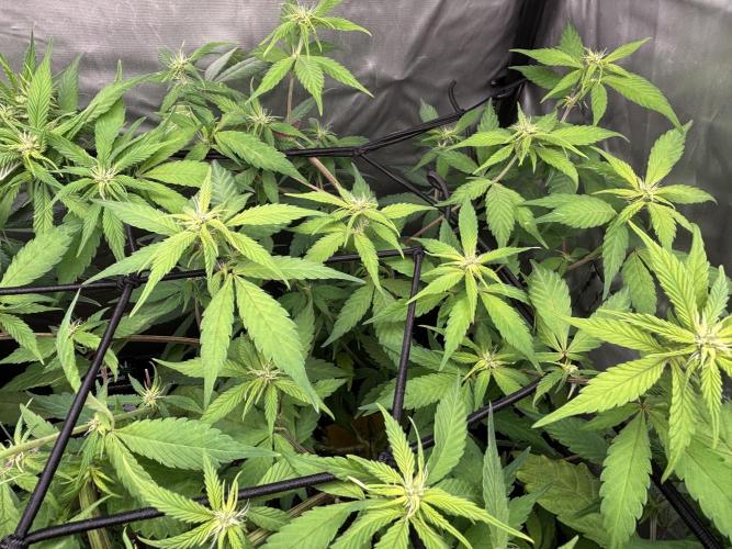 Revegetación red hot cookie. Week 7