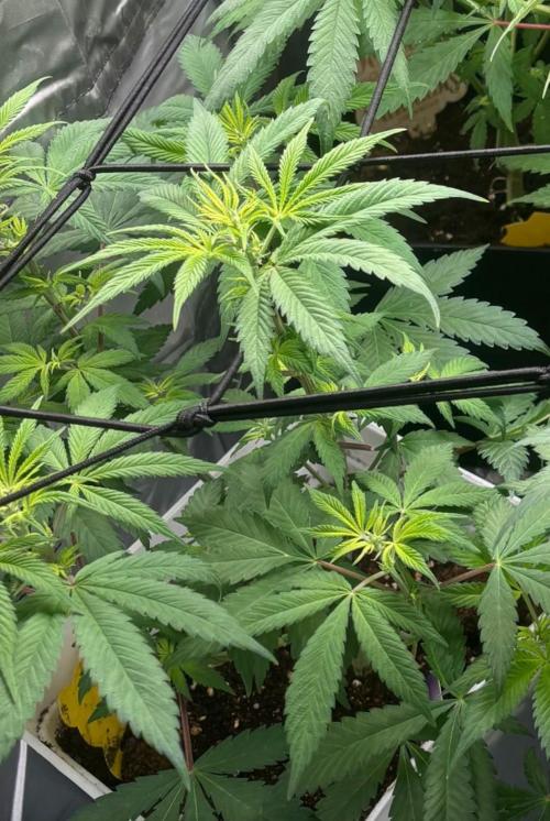 Eternity Grow Cup 2026. Week 8