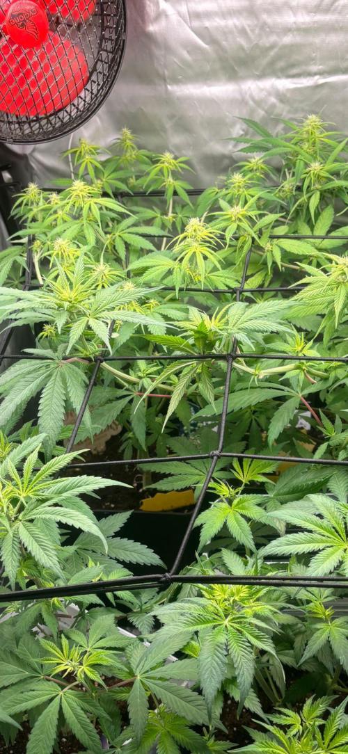 Eternity Grow Cup 2026. Week 8 - 2/3