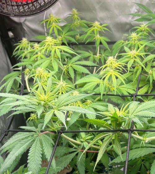 Eternity Grow Cup 2026. Week 8