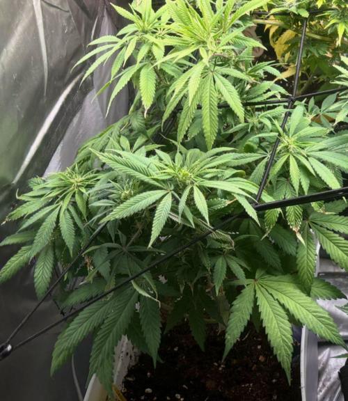 Eternity Grow Cup 2026. Week 8 - 1/3