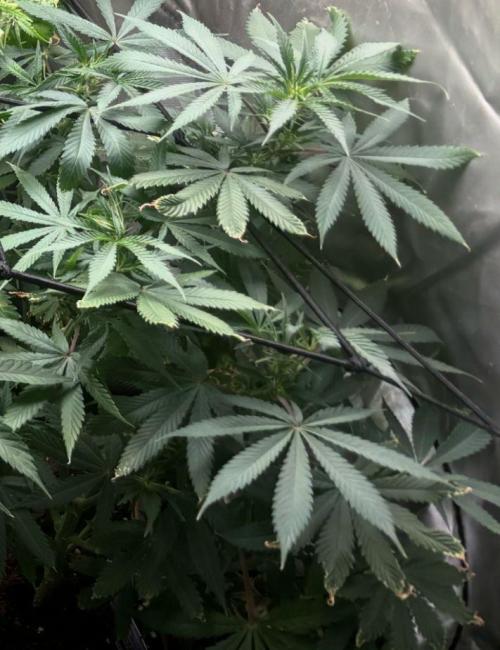 Eternity Grow Cup 2026. Week 8 - 3/3
