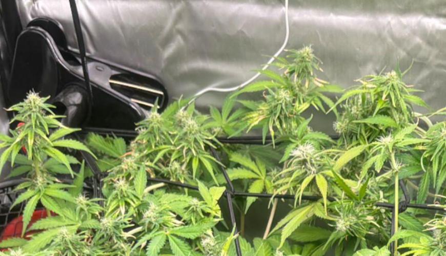 Eternity Grow Cup 2026. Week 9