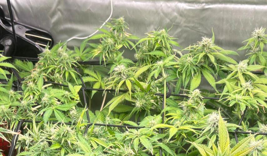 Eternity Grow Cup 2026. Week 9