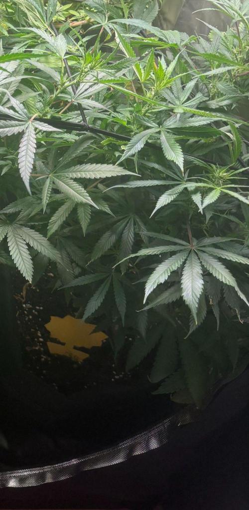 Eternity Grow Cup 2026. Week 9