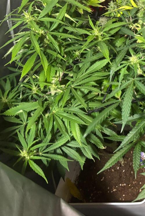 Eternity Grow Cup 2026. Week 9