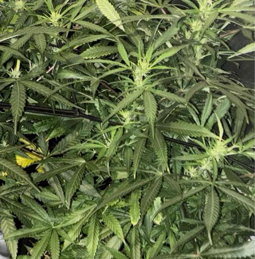 Eternity Grow Cup 2026. Week 9
