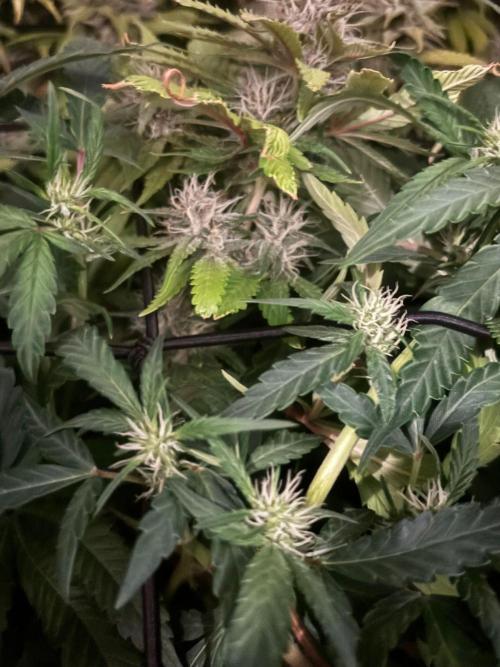 Eternity Grow Cup 2026. Week 9