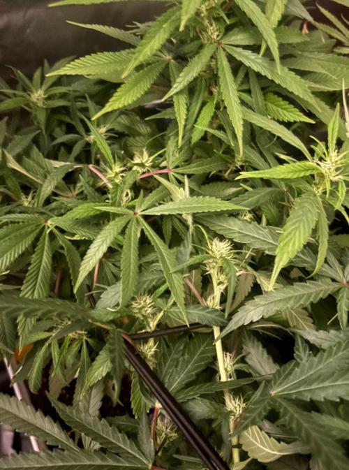 Eternity Grow Cup 2026. Week 9