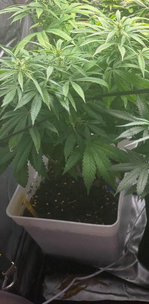 Eternity Grow Cup 2026. Week 9