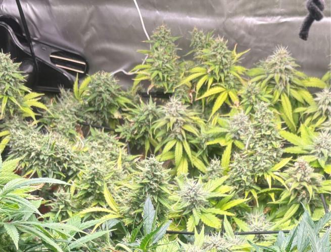 Eternity Grow Cup 2026. Week 11