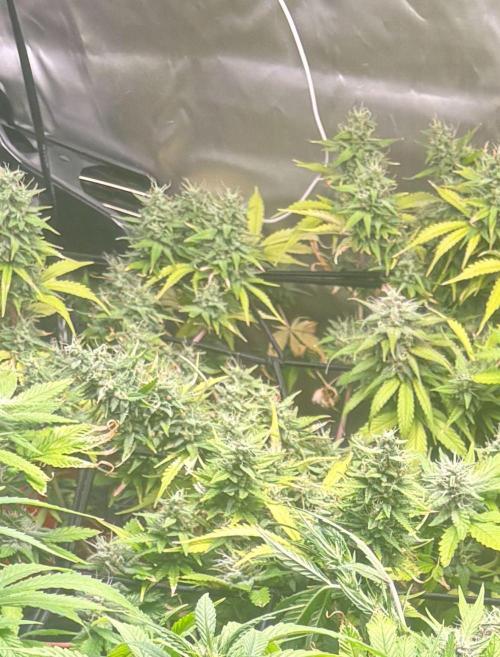 Eternity Grow Cup 2026. Week 11