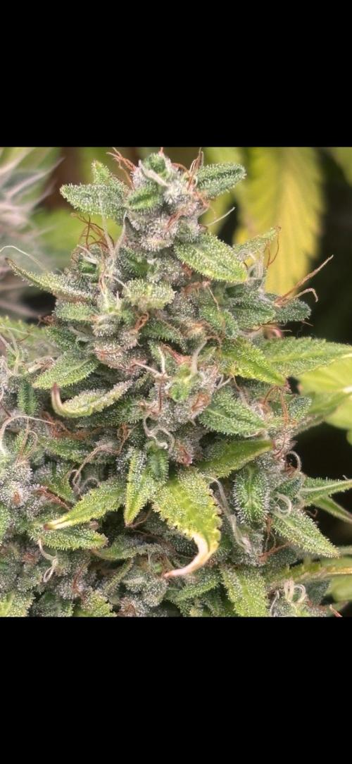 Eternity Grow Cup 2026. Week 11