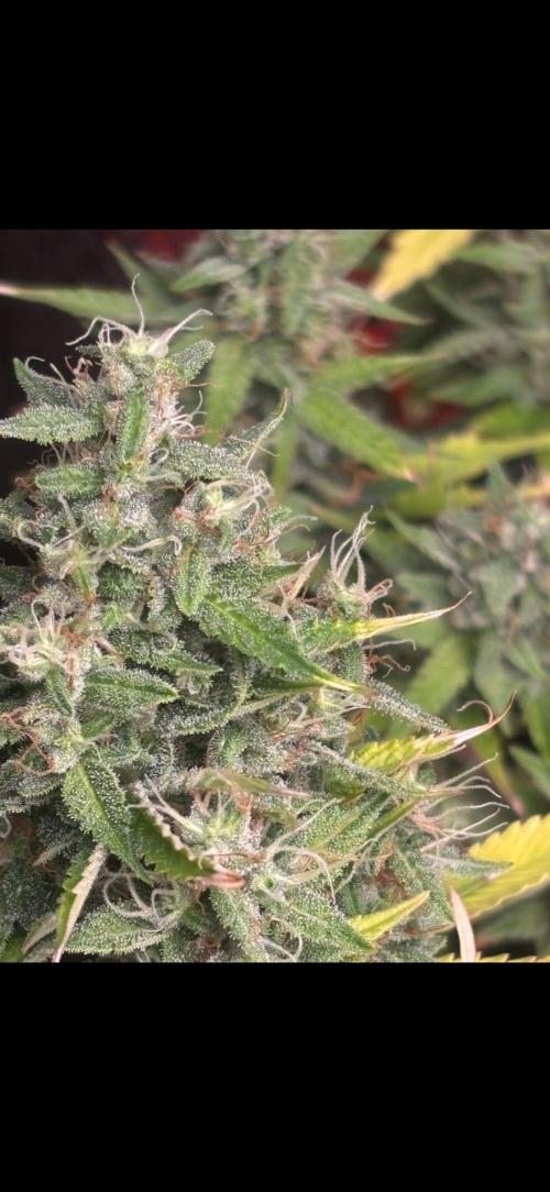 Eternity Grow Cup 2026. Week 11
