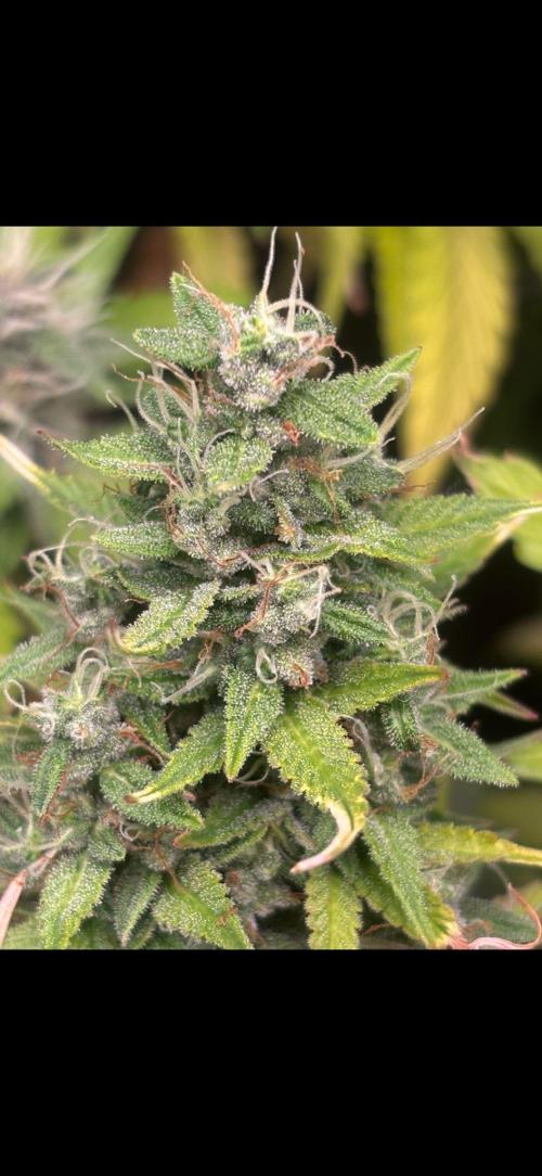 Eternity Grow Cup 2026. Week 11