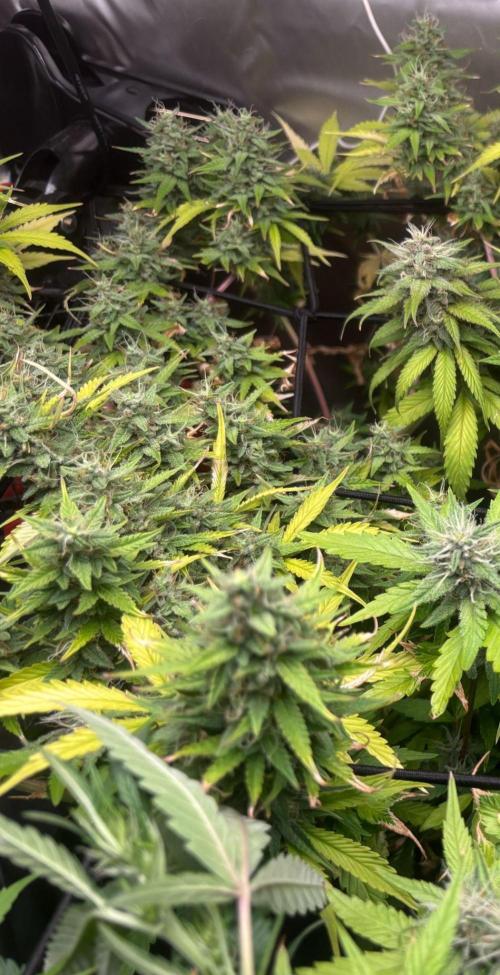 Eternity Grow Cup 2026. Week 11