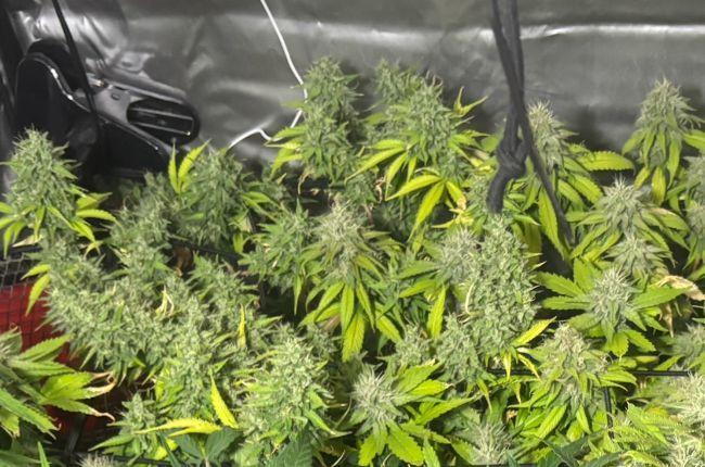 Eternity Grow Cup 2026. Week 11