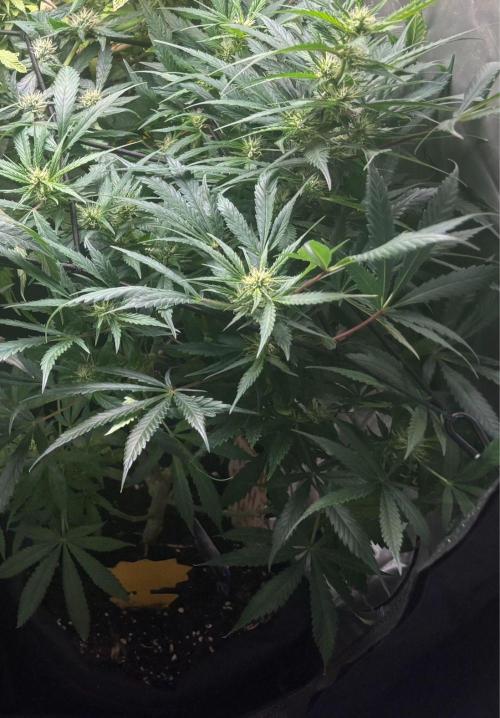 Eternity Grow Cup 2026. Week 10