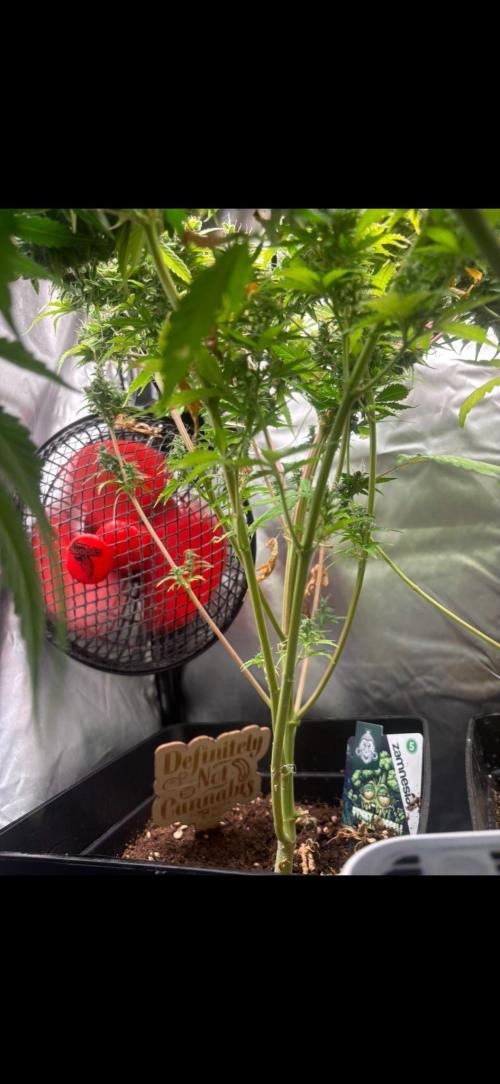 Eternity Grow Cup 2026. Week 10