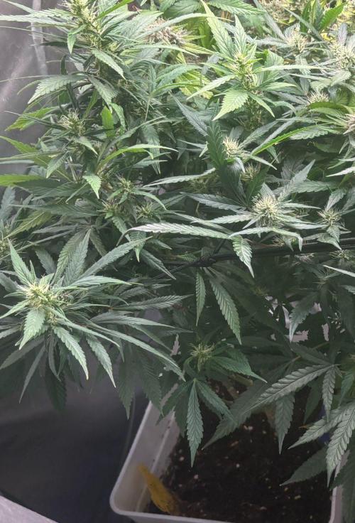 Eternity Grow Cup 2026. Week 10