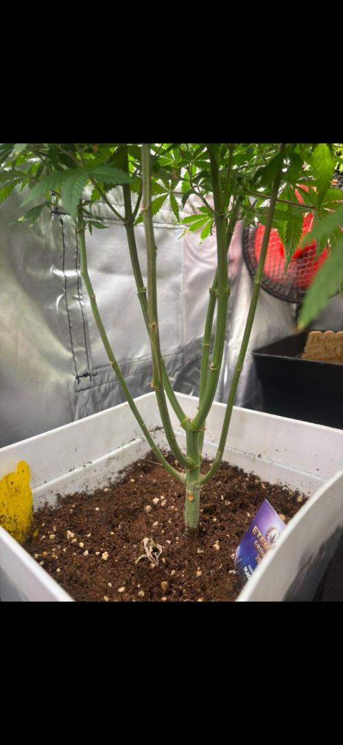 Eternity Grow Cup 2026. Week 10
