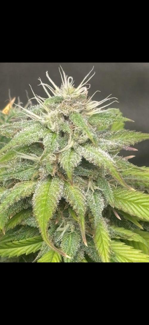 Eternity Grow Cup 2026. Week 10