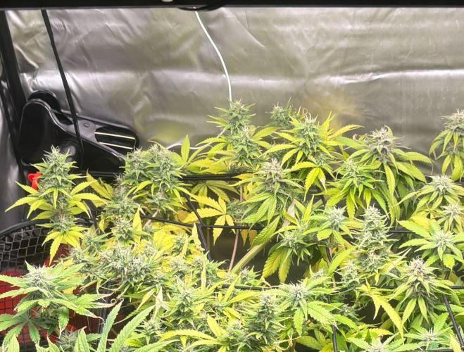 Eternity Grow Cup 2026. Week 10