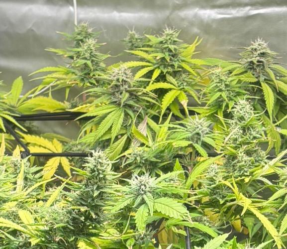 Eternity Grow Cup 2026. Week 10