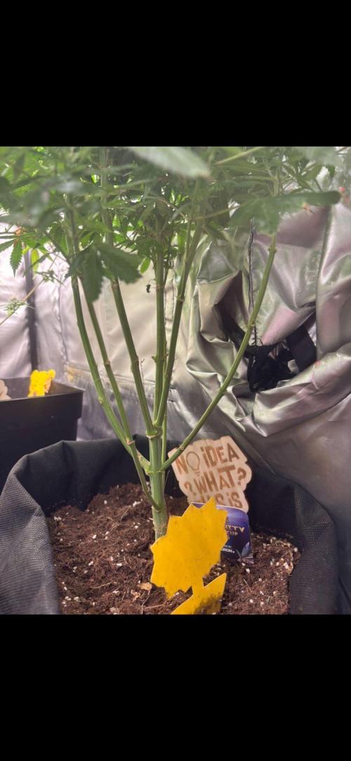 Eternity Grow Cup 2026. Week 10