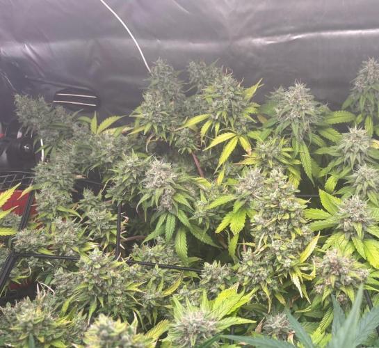 Eternity Grow Cup 2026. Week 12