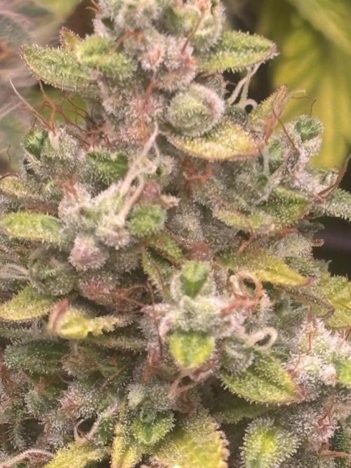 Eternity Grow Cup 2026. Week 12