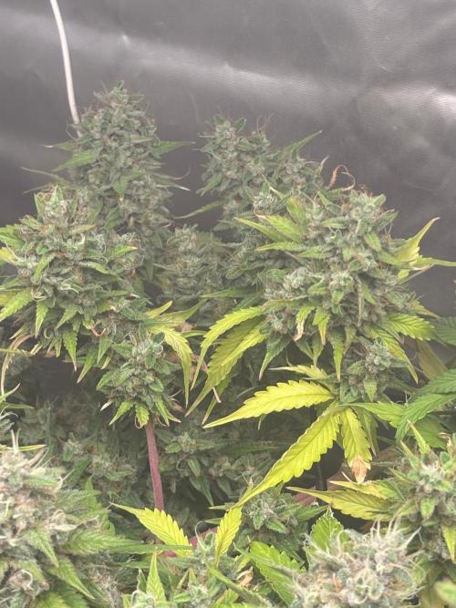 Eternity Grow Cup 2026. Week 12