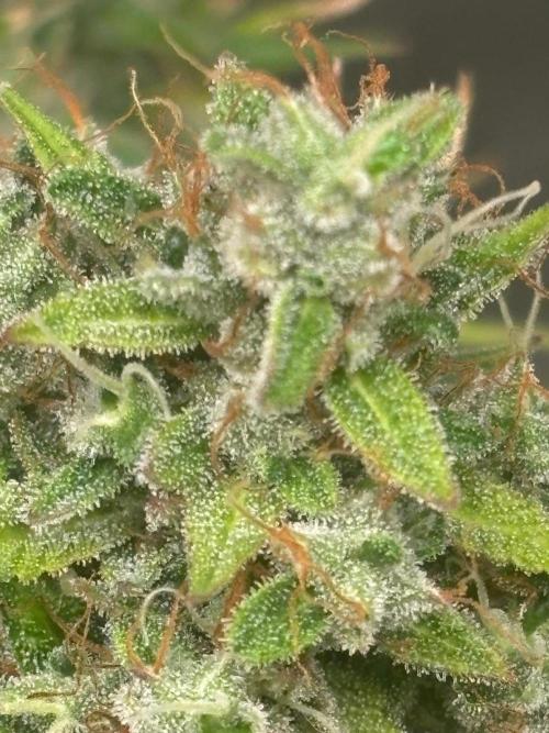 Eternity Grow Cup 2026. Week 12