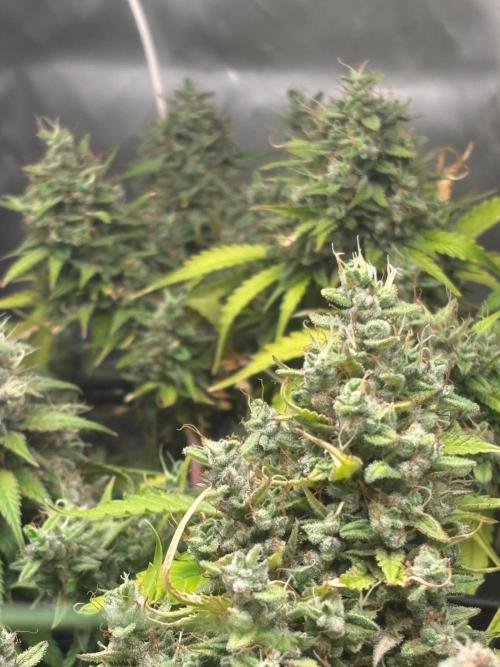 Eternity Grow Cup 2026. Week 12